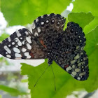 Mariposa tronadora - Cracker butterfly