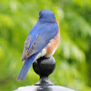 Eastern Bluebird