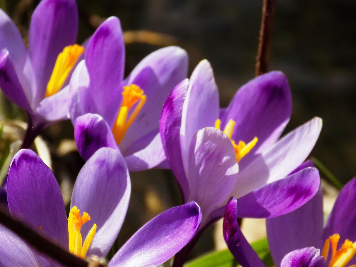 Spring Crocus