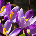 Spring Crocus