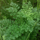 Ragwort