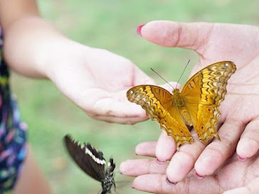 Flamingo Bali Beach Club Beautiful Butterfly Park Tea