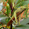 Obscure Bird Grasshopper