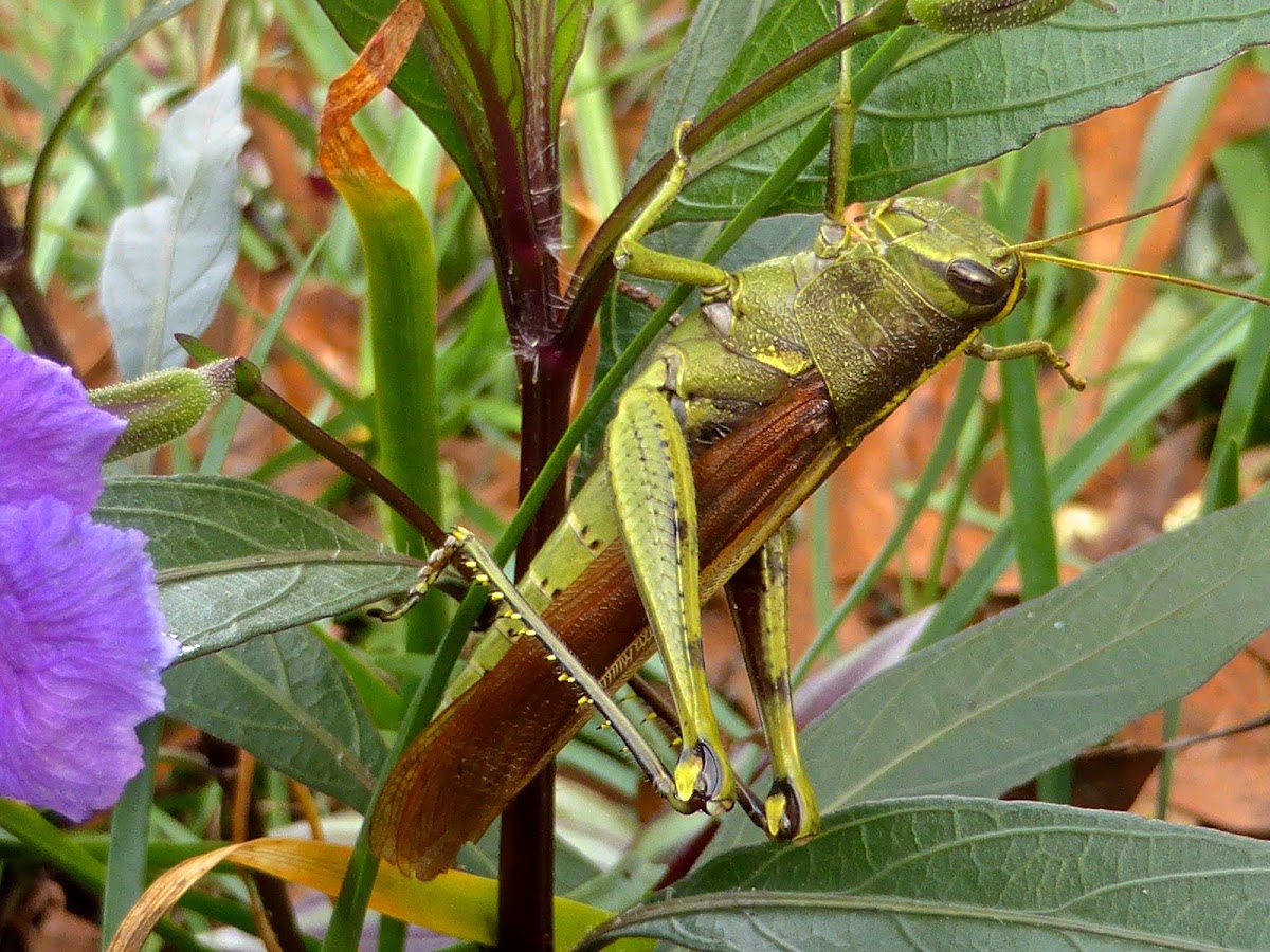 Obscure Bird Grasshopper