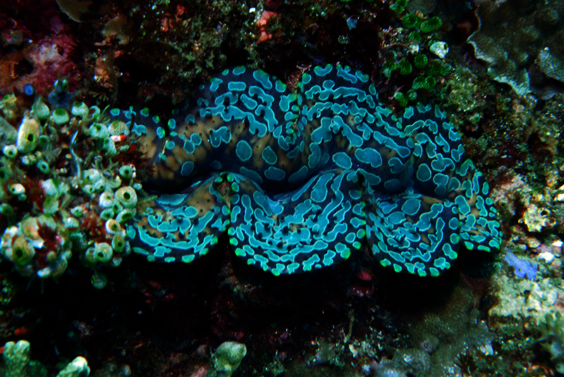 Blue Teardrop Clam