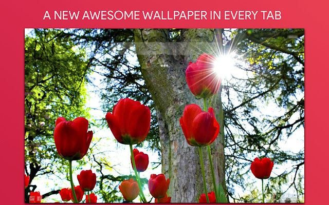 Beautiful Flowers Wallpaper HD Custom New Tab