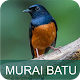 Download Masteran Kicau Murai Batu For PC Windows and Mac 1.1