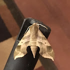 Darapsa Myron, Sphinx moth