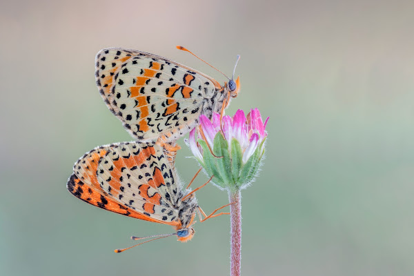 Melitee in love di Massimo_Tamajo