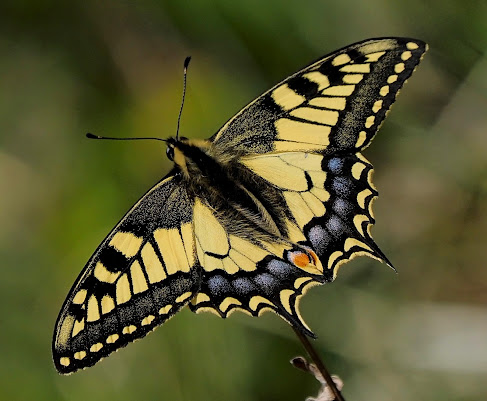 Yellow butterfly di Ennebi