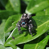 Bold Jumping Spider