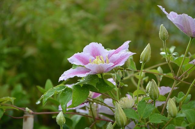 クレマチスの花言葉 ツル性植物の女王と呼ばれる花の由来や意味を解説 Trill トリル