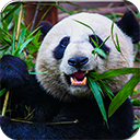 Wild Panda Chrome extension download