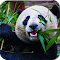 Item logo image for Wild Panda