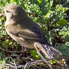 Chiffchaff