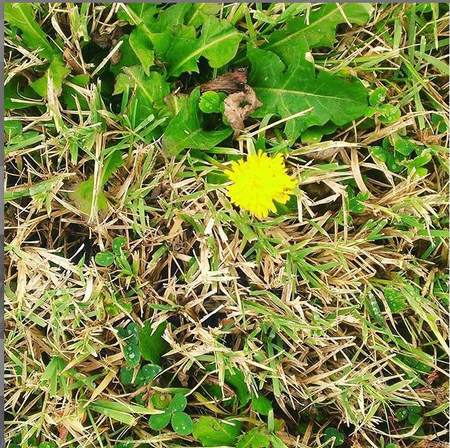 Common Dandelion