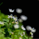 Herringbone flowers plant leaf