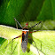 Zelus Assassin Bug