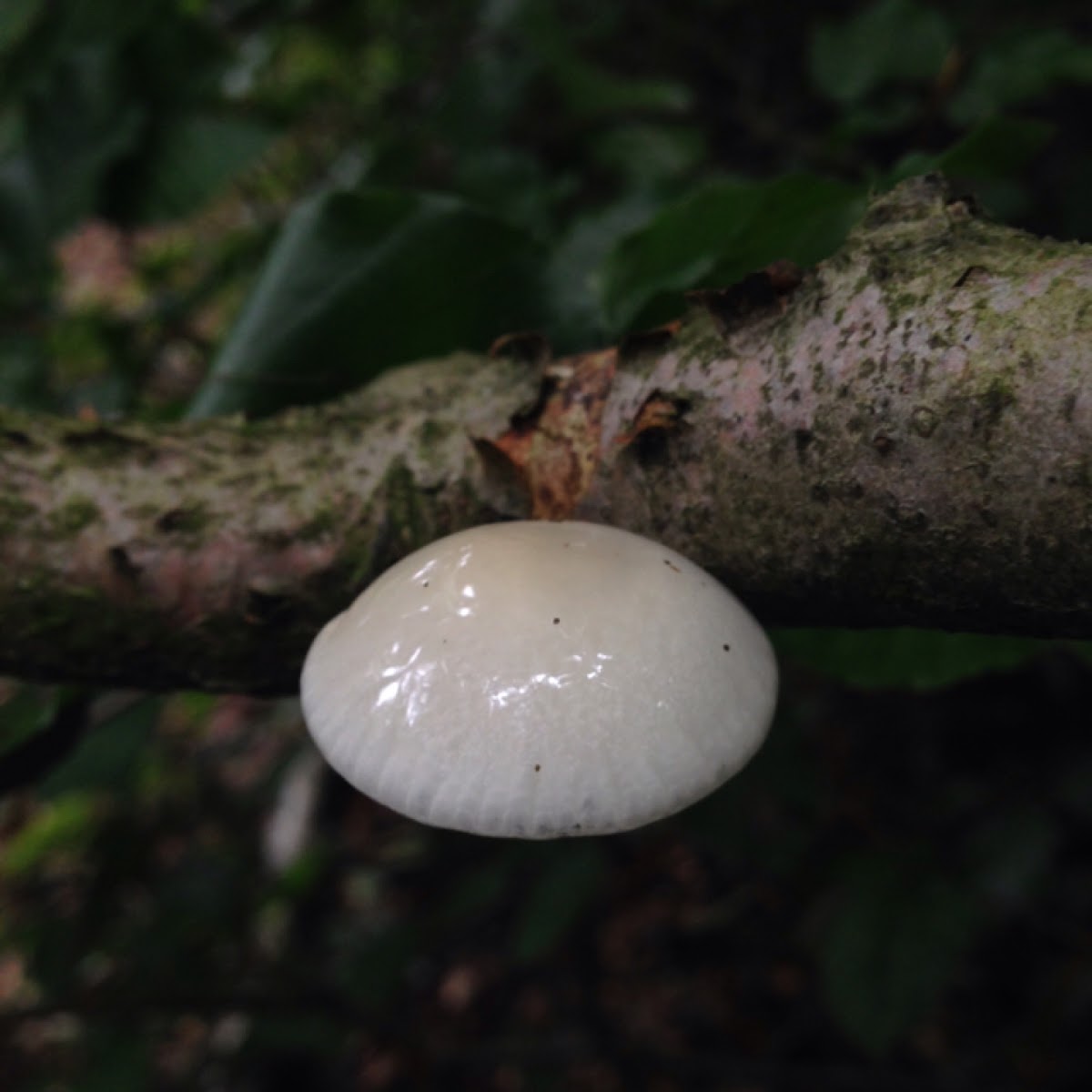 Porselain fungus