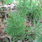 Ground Pine