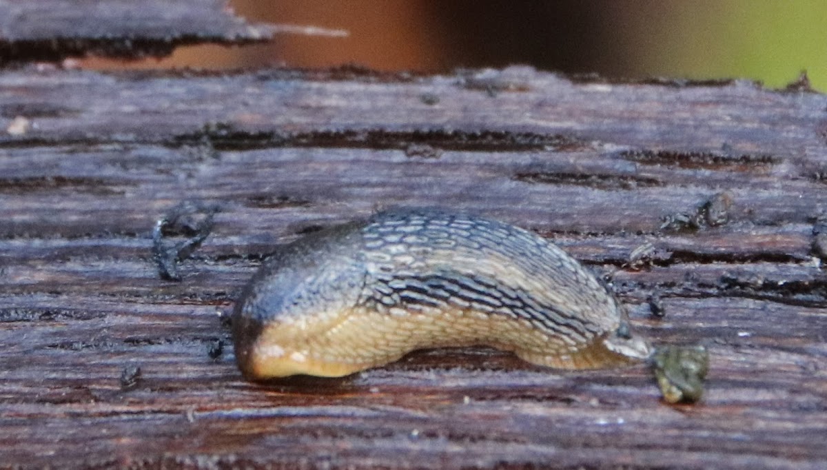 Keelback Tree Slug