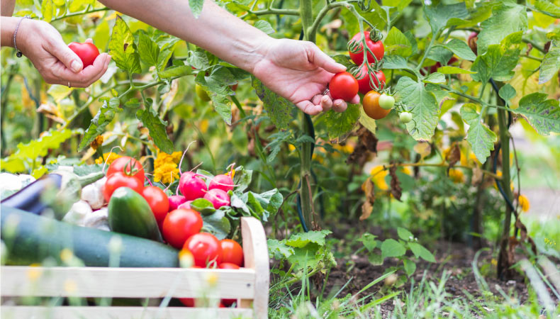 A person collecting ripe tomatoes and other produce from a home garden