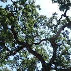 California Valley Oak