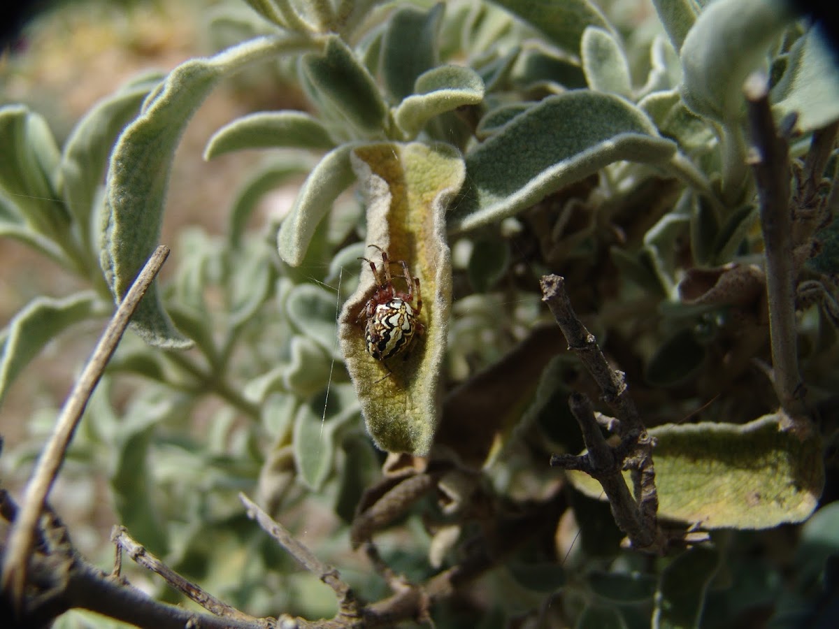 Neoscona spider