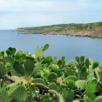 prima....vela di 