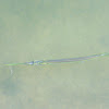 Atlantic Needlefish