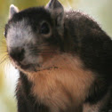 Sherman's Fox Squirrel