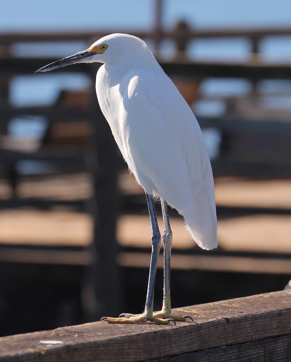 Snowy Egret