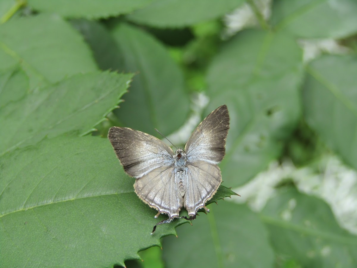 Borboleta