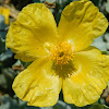 Yellow hornpoppy (Παπαρούνα της θάλασσας)