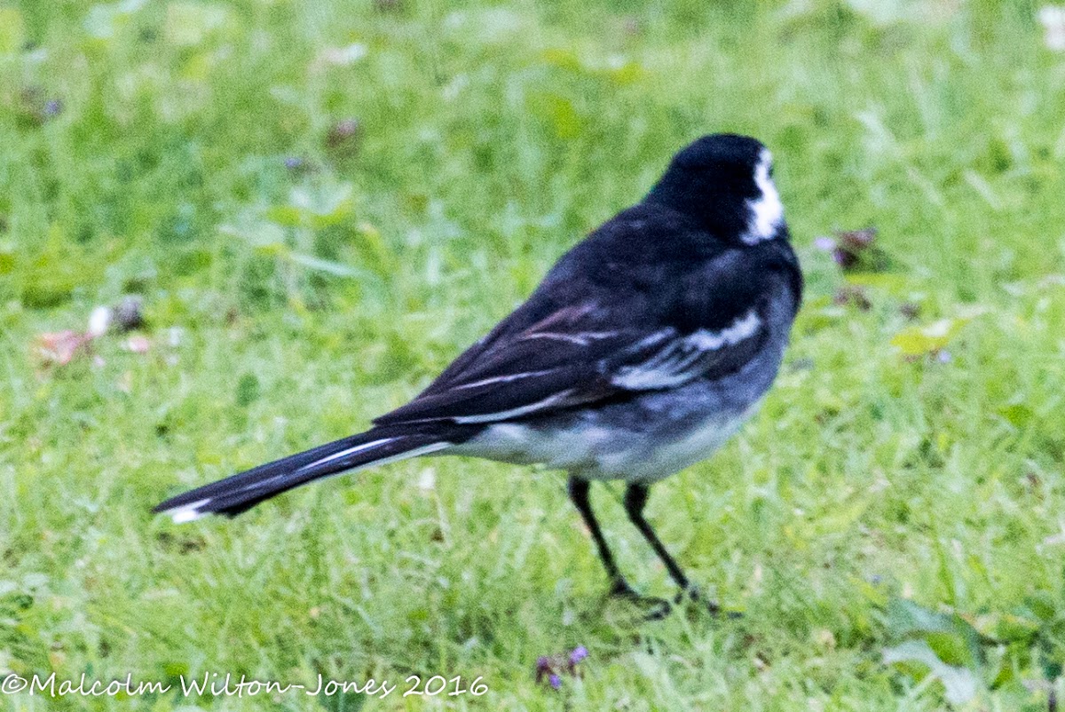 Pied Wagtail