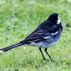 Pied Wagtail