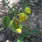 Mt Diablo globe lily/fairy lantern