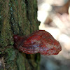 Ganoderma Bracket Fungus