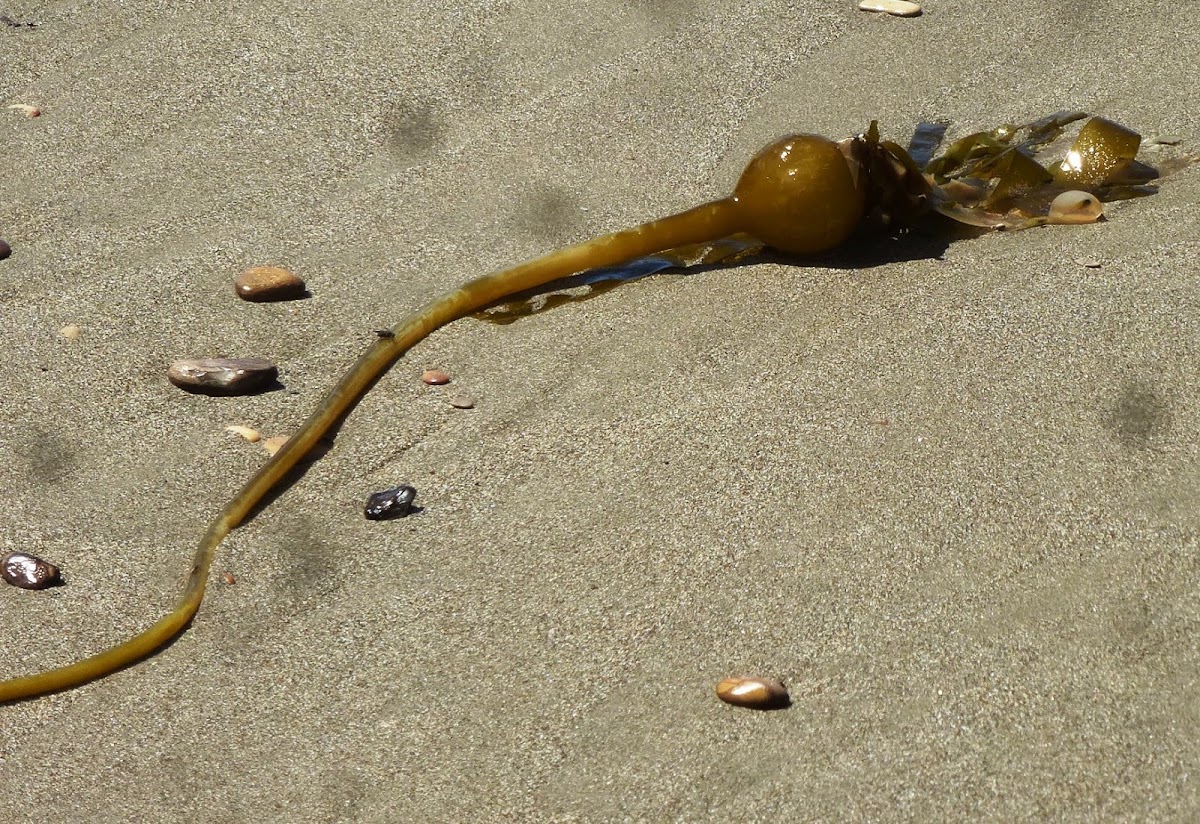 Sea weed