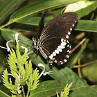 Common Mormon