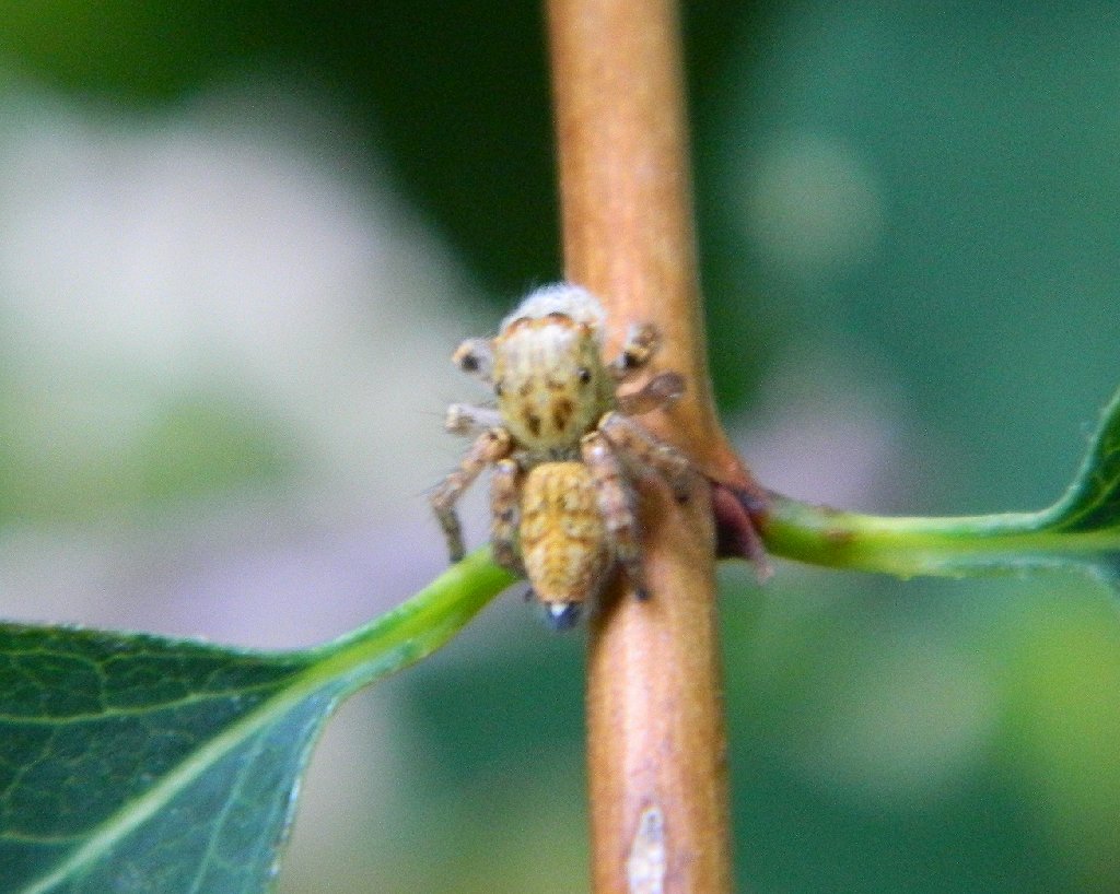 Carrhotus xanthogramma jumping spider