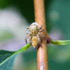 Carrhotus xanthogramma jumping spider