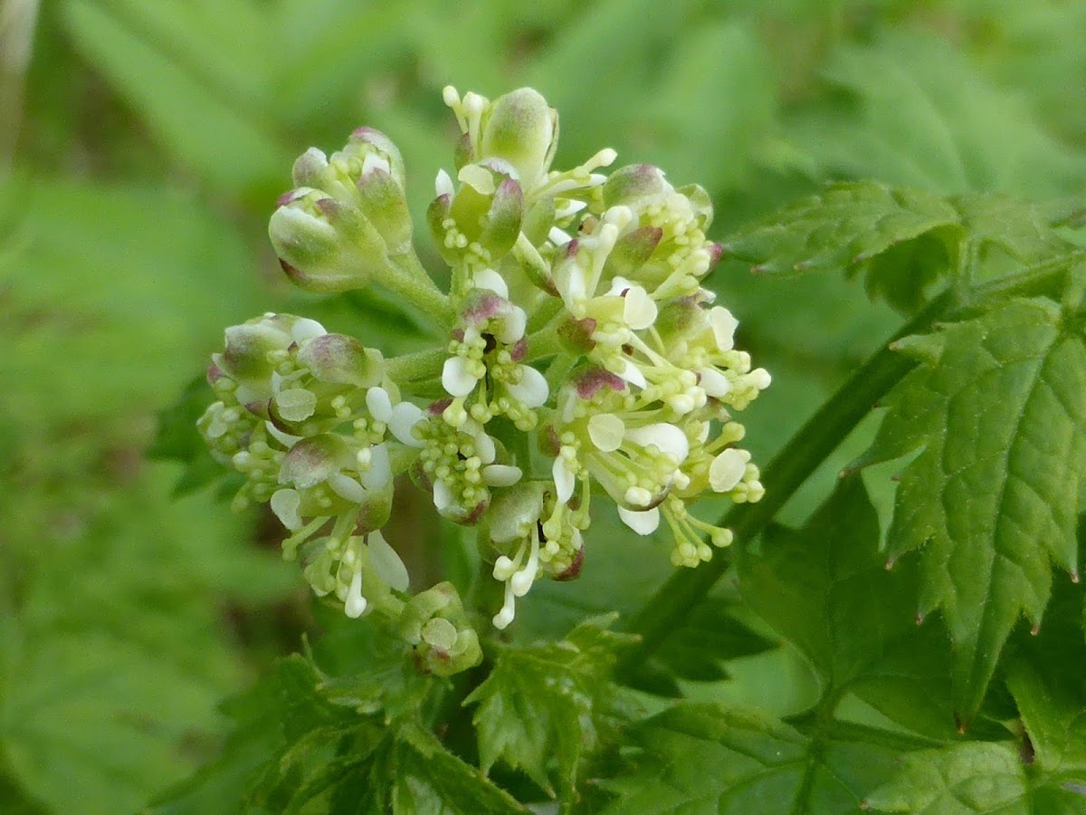 Red Baneberry