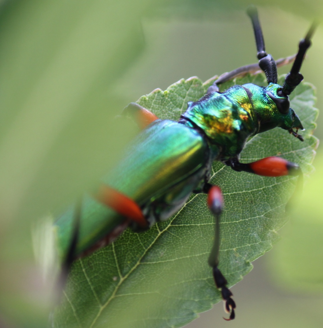 Texas Bumelia Borer