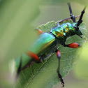 Texas Bumelia Borer