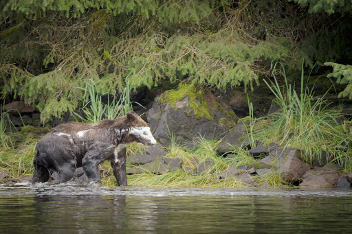  See bears in their natural habitat on Chichagof Island, Alaska. 