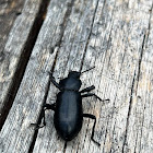 Darkling Beetle