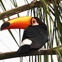 Toco toucan