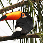 Toco toucan