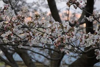 君想う時、桜は散る